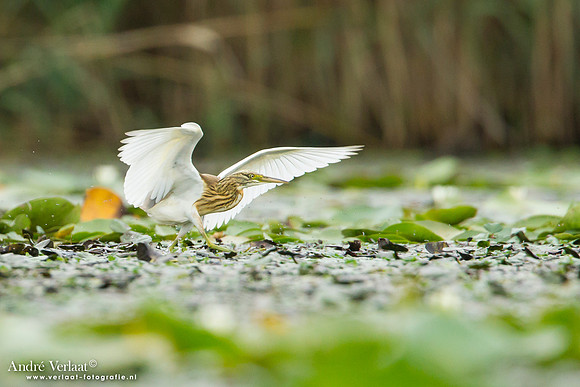 Ralreiger / Squacco Heron - Hortobagyi Nemzet Park