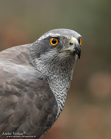 Havik / Northern Goshawk - Oss