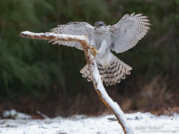 Havik / Northern Goshawk - Oss