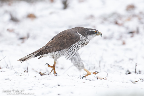 Havik / Northern Goshawk - Oss