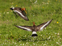 Grutto / Black-tailed Godwit - Wognum