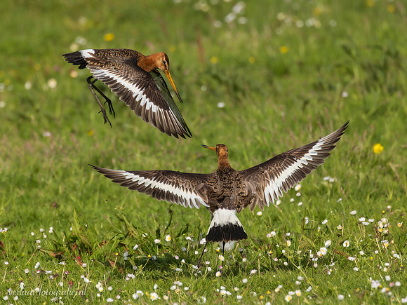 Grutto / Black-tailed Godwit - Wognum