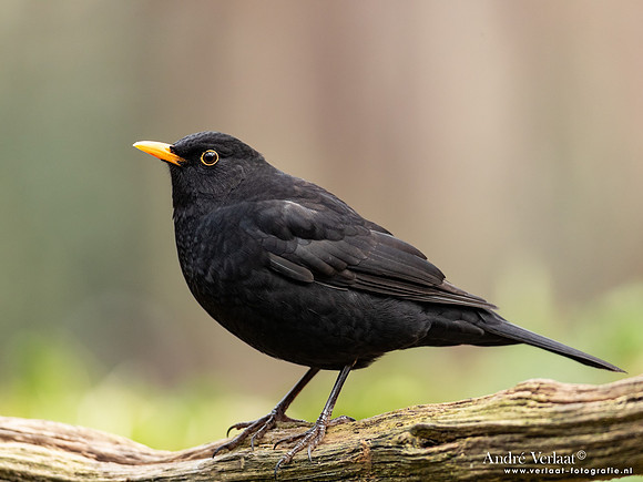 Merel - Blackbird / Oosterhout