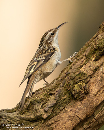 Boomkruiper / Treeceeper - Oosterhout