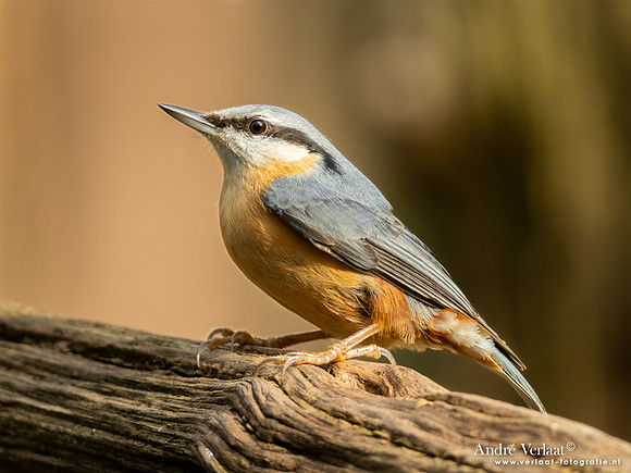 Boomklever / Nuthatch - Oosterhout