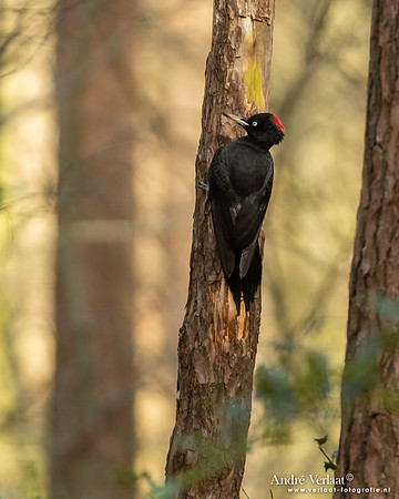 Zwarte Specht / Black Woodpecker - Oosterhout