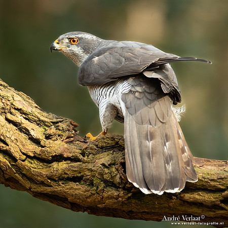 Havik / Northern Goshawk - Oosterhout