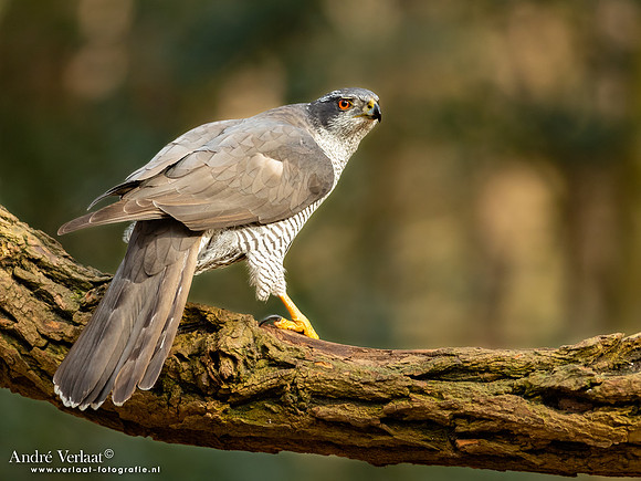 Havik / Northern Goshawk - Oosterhout