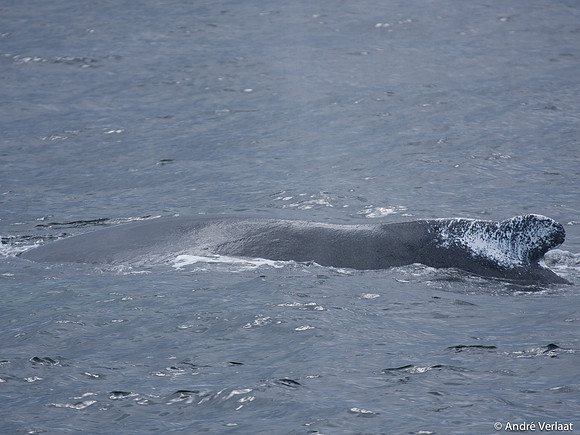 Bultrug / Humpback Whale - Cape Cod, USA