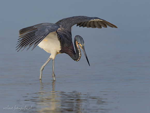 Witbuikreiger / Tricolored Heron - Rio Lagartos
