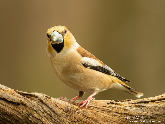 Appelvink / Hawfinch - Holten