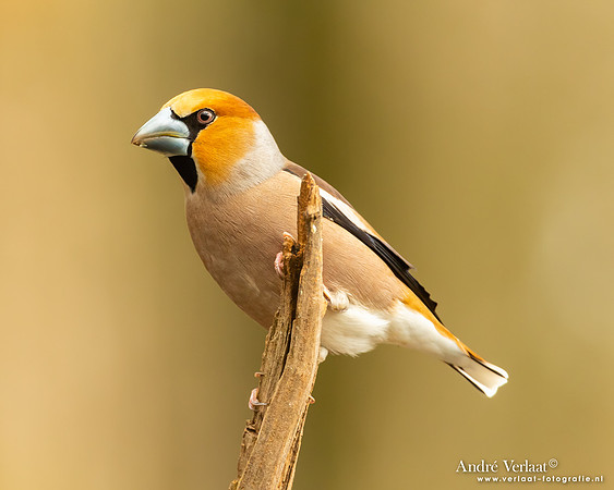 Appelvink / Hawfinch - Holten