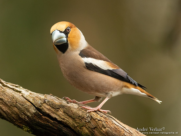 Appelvink / Hawfinch - Holten