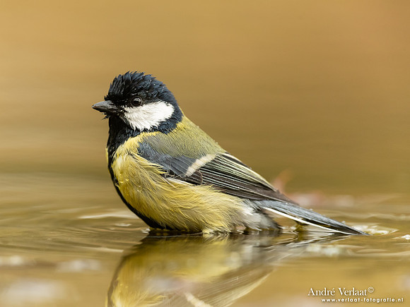 Koolmees / Great Tit - Lichtenberg