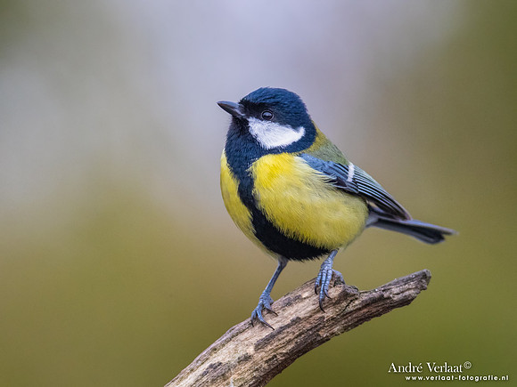 Koolmees / Great Tit - Lichtenberg