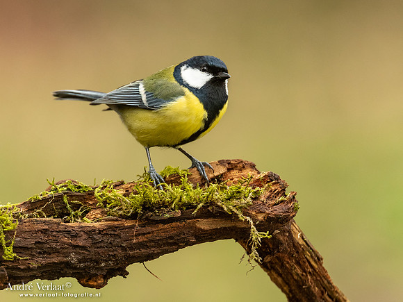 Koolmees / Great Tit - Lichtenberg