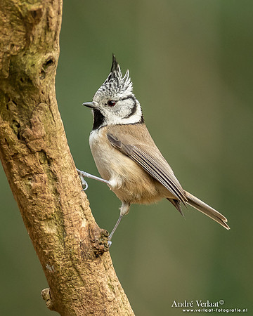 Kuifmees / Crested Tit - Oosterhout