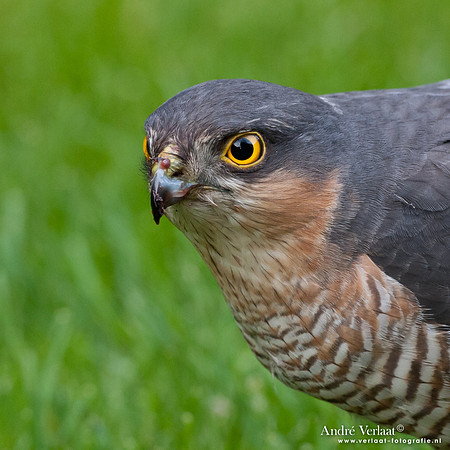 Sperwer / Sparrowhawk - Wognum