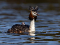 Fuut / Great Crested Grebe - Wognum