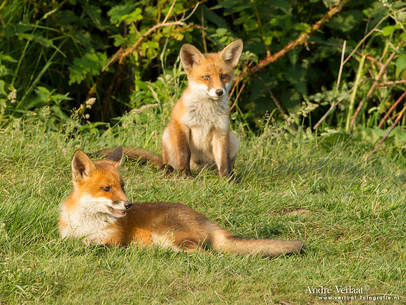 Vos / Red Fox - Zoetermeer