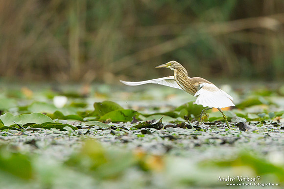 Ralreiger / Squacco Heron - Hortobagyi Nemzet Park