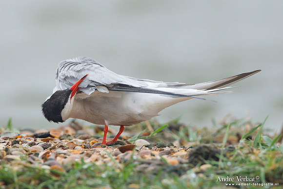 Visdief / Common Tern - Den Helder