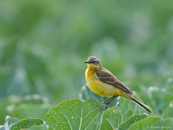 Gele Kwikstaart / Western Yellow Wagtail - Egboetswater