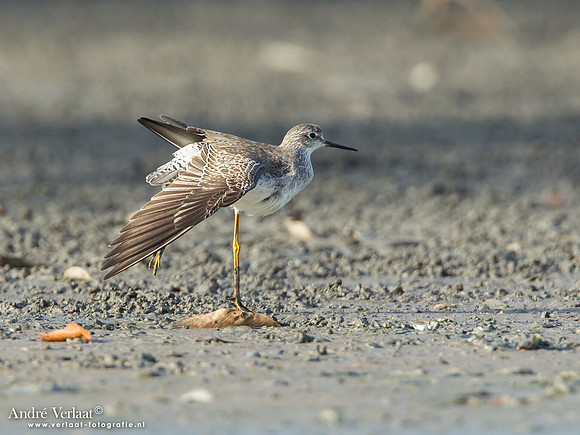 Grote Geelpootruiter / Greater Yellowlegs - Bigi Pan
