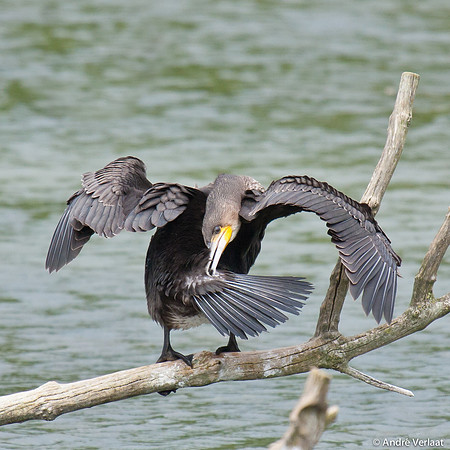 Aalscholver / Great Cormorant - Lepelaarplassen