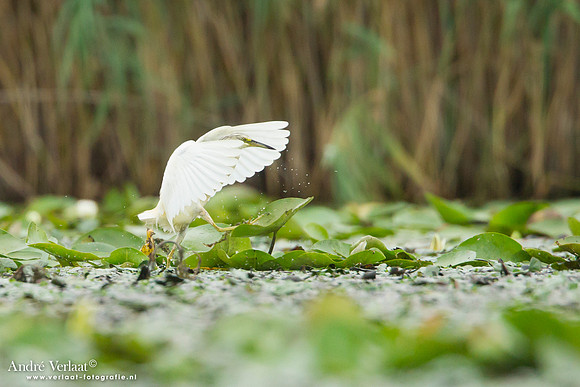 Ralreiger / Squacco Heron - Hortobagyi Nemzet Park