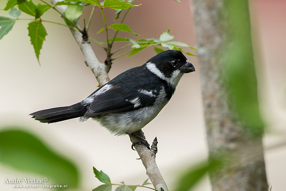 Bont Dikbekje / Wing-barred Seedeater - Commewijne