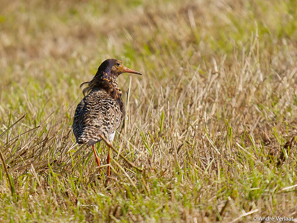 Kemphaan / Ruff - Zeevang