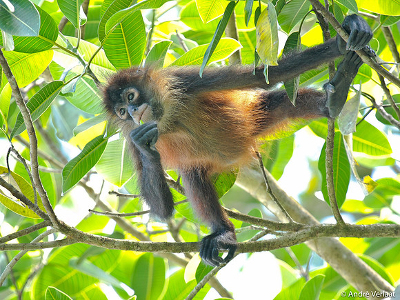 Slingeraap / Spider Monkey - Corcovado NP, Costa Rica