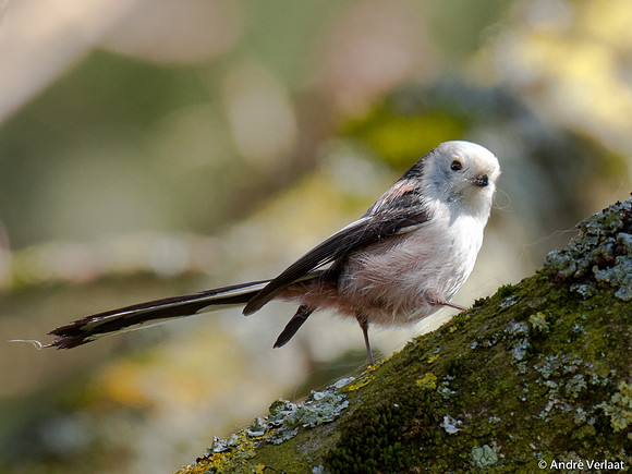 Witkopstaartmees / White Headed Long-tailed Tit - Enkhuizen