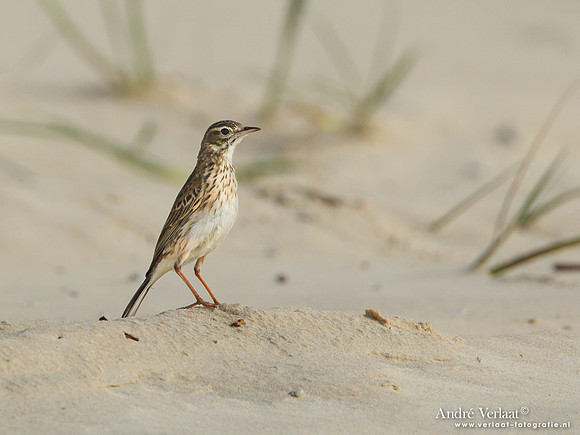 Australische Pieper / Australasian Pipit - Fraser Island
