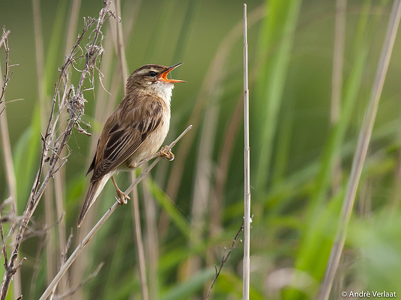 Rietzanger / Sedge Warbler - Egboetswater