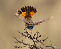 Blauwborst / Bluethroat - Schiermonnikoog