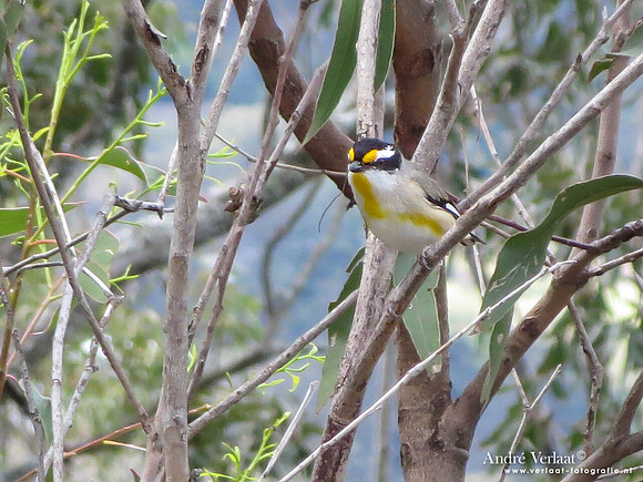 Geelvlekdiamantvogel / Striated Pardalote - Toowoomba