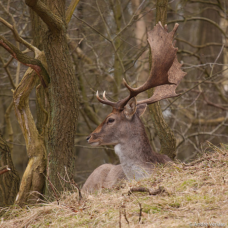 Damhert / Fellow Deer - Amsterdamse Waterleidingduinen, The Netherlands