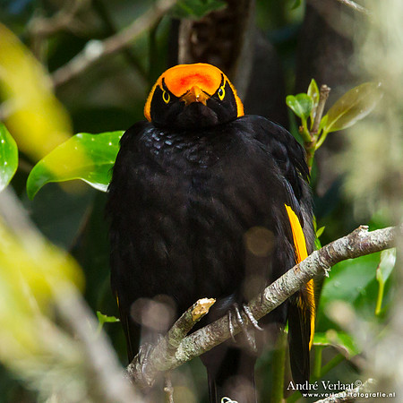 Geelnekprieelvogel / Regent Bowerbird - Lamington Park