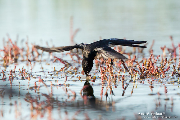 Tuinwaaierstaart / Willie Wagtail - Bowra Sanctuary