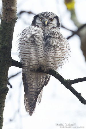 Sperweruil / Northern Hawk Owl - Zwolle