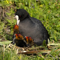Meerkoet / Coot - Wognum