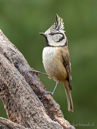 Kuifmees / Crested Tit - Lemelerberg