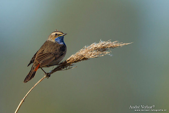 Blauwborst / Bluethroat - Groene Jonker