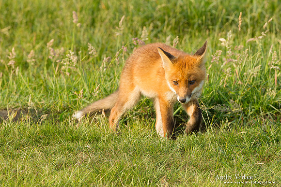 Vos / Red Fox - Zoetermeer