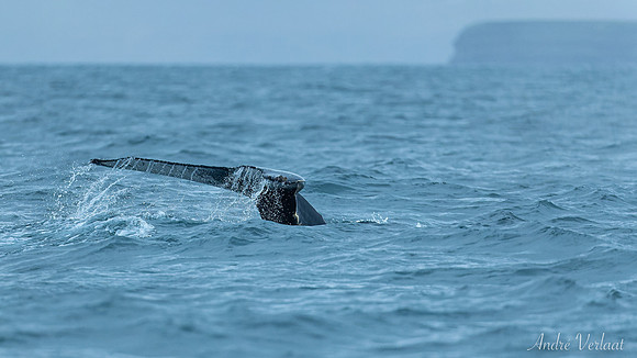 Whale Watching - Husavik