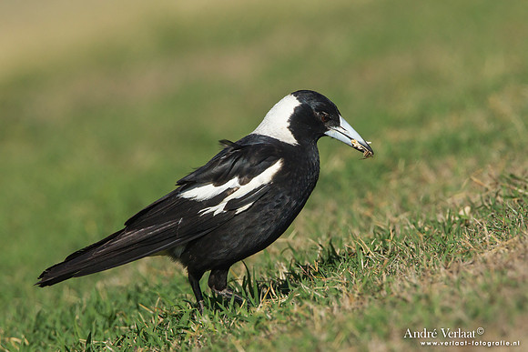 Zwartrugfluitvogel / Australian Magpie - Highfields