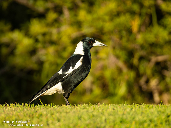 Zwartrugfluitvogel / Australian Magpie - Highfields Qld