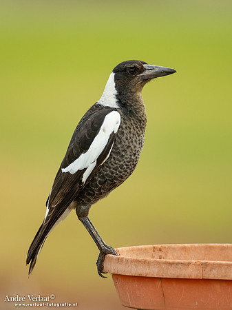 Zwartrugfluitvogel / Australian Magpie - Highfields Qld